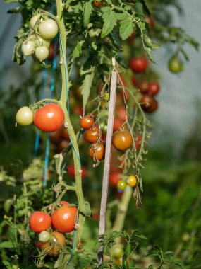 Evde yetiştirilen aco domatesleri, serada, antika masa ve kırmızı meyvelerle birlikte. Lezzetli ekolojik yemek