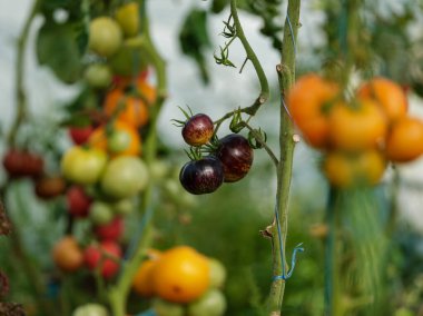 Evde yetiştirilen aco domatesleri, serada, antika masa ve kırmızı meyvelerle birlikte. Lezzetli ekolojik yemek