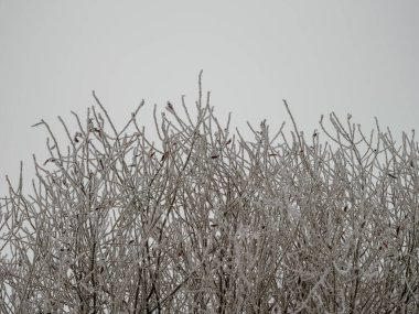 Sisli ağaç gövdeleri beyaz kar ve buzla kaplı kış sisinde dallar oluşturur.