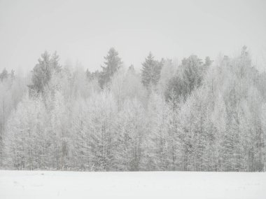 Sisli ağaç gövdeleri beyaz kar ve buzla kaplı kış sisinde dallar oluşturur.