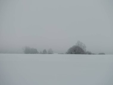 Sisli ağaç gövdeleri beyaz kar ve buzla kaplı kış sisinde dallar oluşturur.