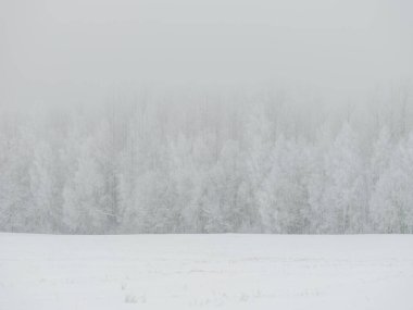 Sisli ağaç gövdeleri beyaz kar ve buzla kaplı kış sisinde dallar oluşturur.