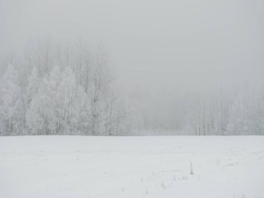 Sisli ağaç gövdeleri beyaz kar ve buzla kaplı kış sisinde dallar oluşturur.