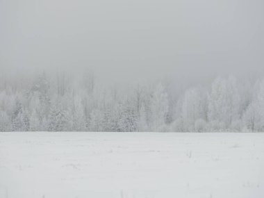 Sisli ağaç gövdeleri beyaz kar ve buzla kaplı kış sisinde dallar oluşturur.