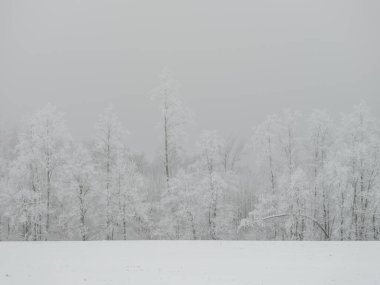 Sisli ağaç gövdeleri beyaz kar ve buzla kaplı kış sisinde dallar oluşturur.