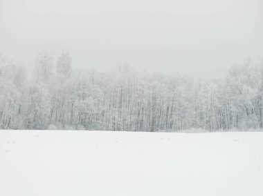 Sisli ağaç gövdeleri beyaz kar ve buzla kaplı kış sisinde dallar oluşturur.