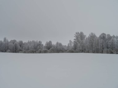 Sisli ağaç gövdeleri beyaz kar ve buzla kaplı kış sisinde dallar oluşturur.