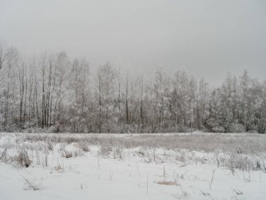 Sisli ağaç gövdeleri beyaz kar ve buzla kaplı kış sisinde dallar oluşturur.