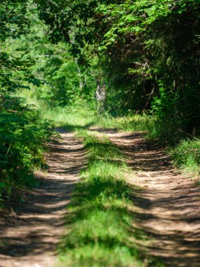 Yeşil yaz arazilerindeki çakıl taşrası yolu çimlerle kaplanmış.