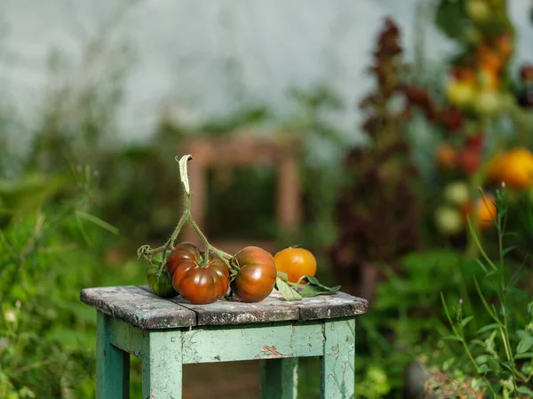 Hausgemachte Aco Tomaten Gewächshaus Mit Vintage Tisch Und Roten Früchten — Stockfoto