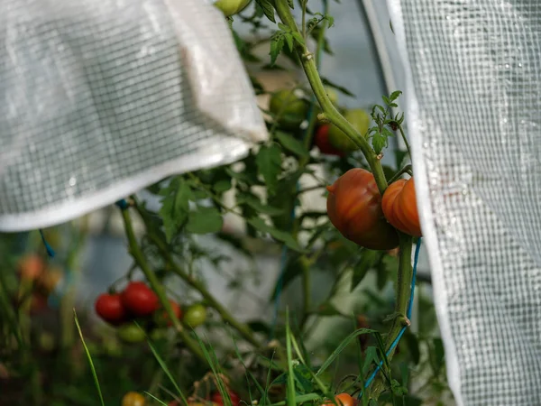 ヴィンテージテーブルと赤い果物と温室で栽培されたアコートマト おいしいエコロジカルミール — ストック写真