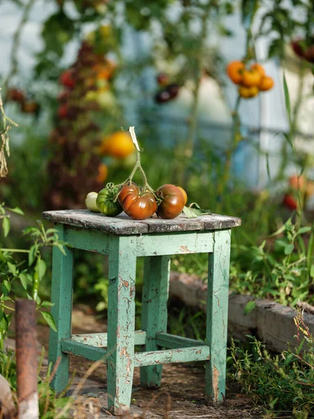 Domowe Pomidory Ako Szklarni Stołem Vintage Czerwonymi Owocami Smaczny Ekologiczny — Zdjęcie stockowe