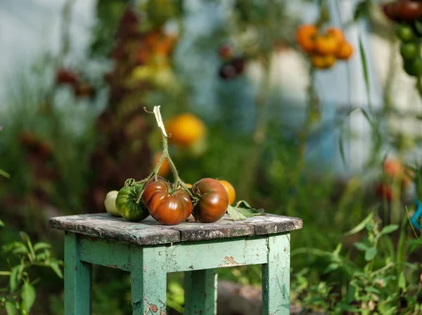 Domácí Ako Rajčata Skleníku Ročníkovým Stolem Červeným Ovocem Chutné Ekologické — Stock fotografie