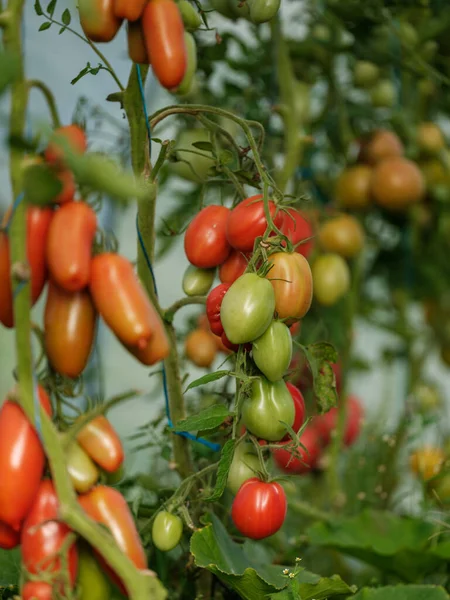 Tomates Aco Cultivados Casa Invernadero Con Mesa Vintage Frutas Rojas —  Fotos de Stock