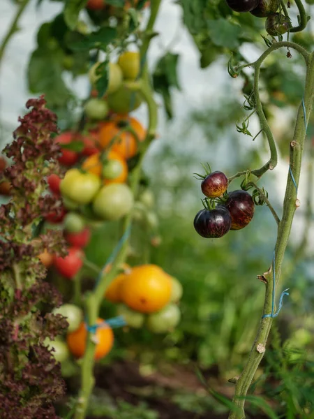 Tomates Aco Cultivados Casa Invernadero Con Mesa Vintage Frutas Rojas —  Fotos de Stock