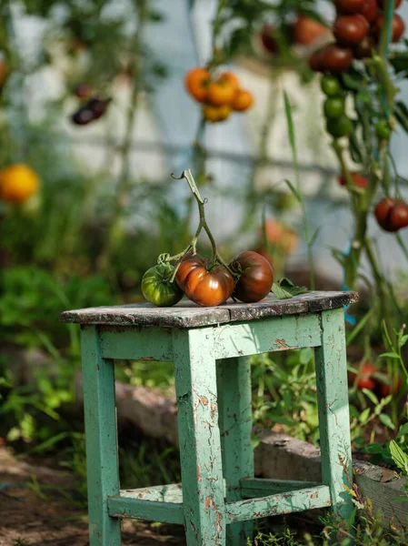 Zelfgeteelde Aco Tomaten Kas Met Vintage Tafel Rood Fruit Smakelijke — Stockfoto