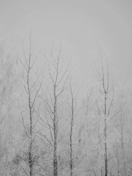 Foggy Tree Trunks Amd Branches Winter Mist White Snow Frost — Stock Photo, Image
