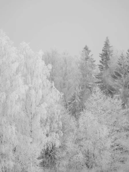 Mistige Boomstammen Takken Wintermist Met Witte Sneeuw Vorst — Stockfoto