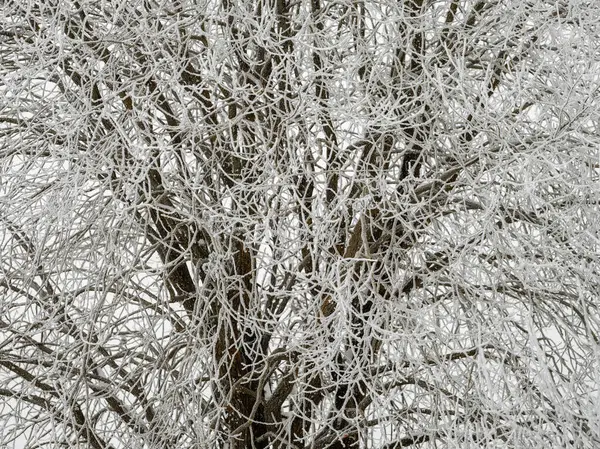 Troncos Árboles Brumosos Medio Ramas Niebla Invierno Con Nieve Blanca — Foto de Stock