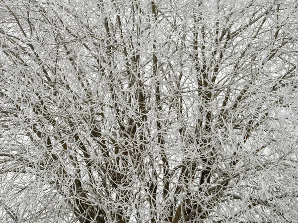 Foggy Tree Trunks Amd Branches Winter Mist White Snow Frost — Stock Photo, Image