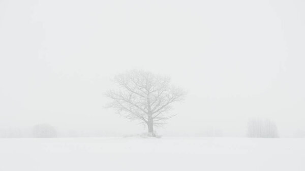 Foggy tree trunks amd branches in winter mist with white snow and frost