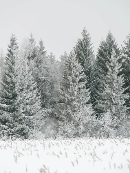 Mgliste Pnie Drzew Wśród Gałęzi Mgle Zimowej Białym Śniegiem Mrozem — Zdjęcie stockowe