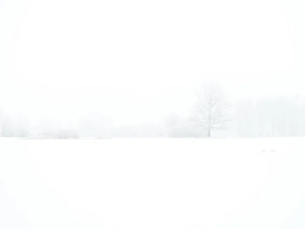 Mgliste Pnie Drzew Wśród Gałęzi Mgle Zimowej Białym Śniegiem Mrozem — Zdjęcie stockowe
