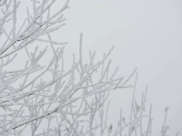 Mistige Boomstammen Takken Wintermist Met Witte Sneeuw Vorst — Stockfoto