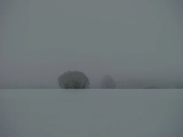 Sisli Ağaç Gövdeleri Beyaz Kar Buzla Kaplı Kış Sisinde Dallar — Stok fotoğraf