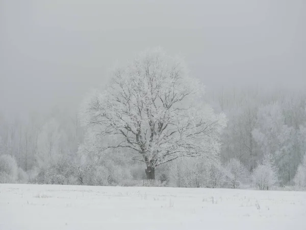 Туманные Стволы Деревьев Зимнем Тумане Белым Снегом Морозом — стоковое фото