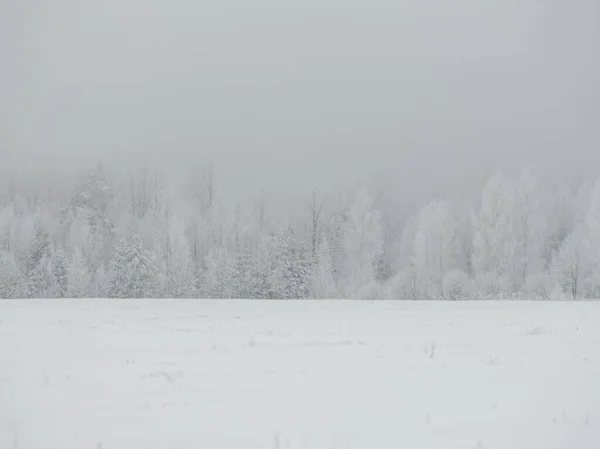 Troncos Árboles Brumosos Medio Ramas Niebla Invierno Con Nieve Blanca —  Fotos de Stock
