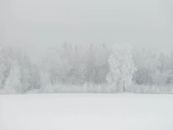 Troncos Árvores Nebulosas Amd Ramos Névoa Inverno Com Neve Branca — Fotografia de Stock