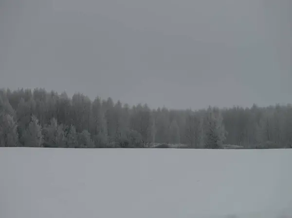 Foggy Träd Stammar Amd Grenar Vinter Dimma Med Vit Snö — Stockfoto