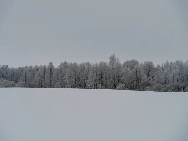 Troncos Árboles Brumosos Medio Ramas Niebla Invierno Con Nieve Blanca —  Fotos de Stock
