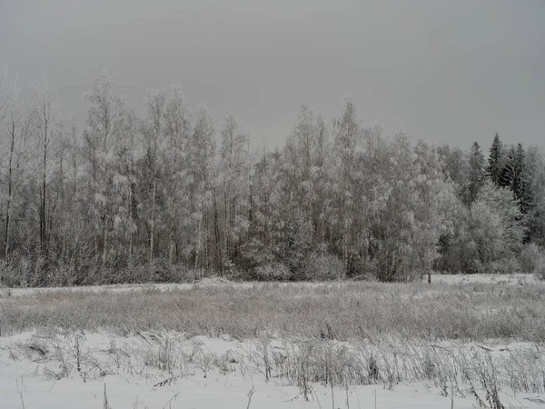 Туманные Стволы Деревьев Зимнем Тумане Белым Снегом Морозом — стоковое фото
