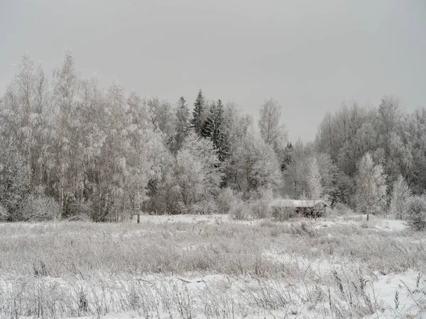 Tåkefulle Trestammer Amd Grener Vintertåke Med Hvit Snø Frost – stockfoto
