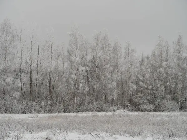 Foggy Tronchi Albero Amd Rami Nella Nebbia Invernale Con Neve — Foto Stock
