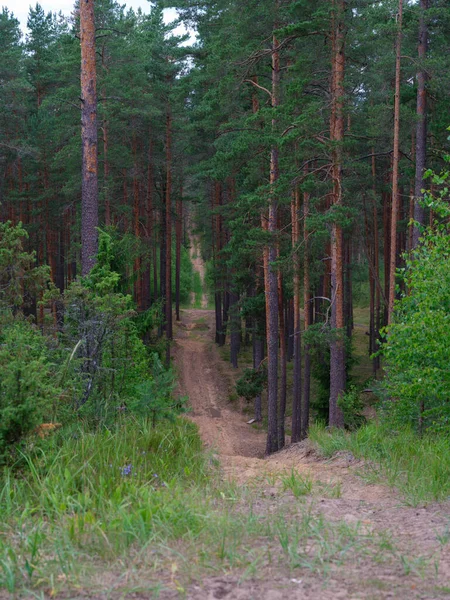 Štěrková Polní Cesta Zelených Letních Polích Zarostlá Trávou — Stock fotografie