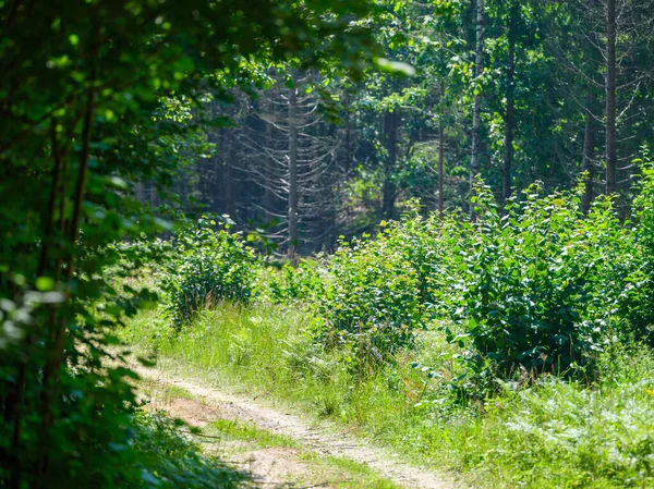 Yeşil Yaz Arazilerindeki Çakıl Taşrası Yolu Çimlerle Kaplanmış — Stok fotoğraf