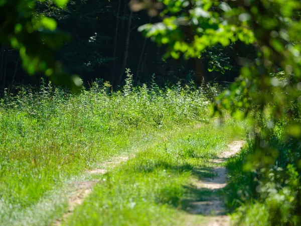 Żwirowa Wiejska Droga Zielonych Polach Letnich Porośnięta Trawą — Zdjęcie stockowe