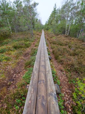 Yürüyüş için bataklık yolunda eski ahşap tahta patika yolu