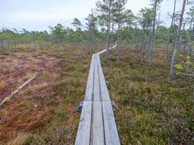 Yürüyüş için bataklık yolunda eski ahşap tahta patika yolu
