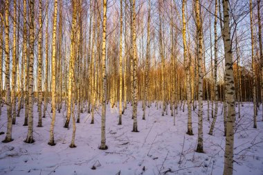 Ağaç gövdeleri ve dalları soğuk kış manzarasında güneş ışınlarıyla. güneşli bir gün