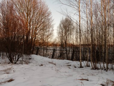 Ağaç gövdeleri ve dalları soğuk kış manzarasında güneş ışınlarıyla. güneşli bir gün