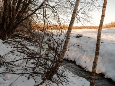 Ağaç gövdeleri ve dalları soğuk kış manzarasında güneş ışınlarıyla. güneşli bir gün
