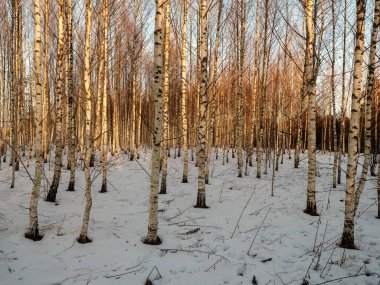 Ağaç gövdeleri ve dalları soğuk kış manzarasında güneş ışınlarıyla. güneşli bir gün