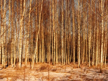 Ağaç gövdeleri ve dalları soğuk kış manzarasında güneş ışınlarıyla. güneşli bir gün