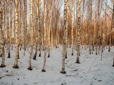 Ağaç gövdeleri ve dalları soğuk kış manzarasında güneş ışınlarıyla. güneşli bir gün