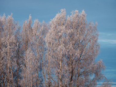 Ağaç gövdeleri ve dalları soğuk kış manzarasında güneş ışınlarıyla. güneşli bir gün