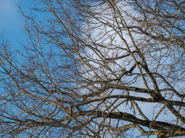 Ağaç gövdeleri ve dalları soğuk kış manzarasında güneş ışınlarıyla. güneşli bir gün